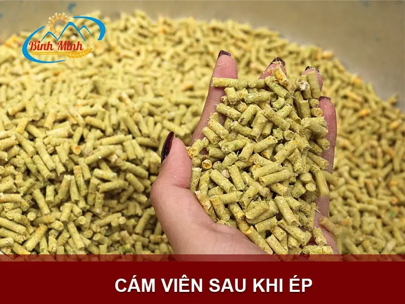 cam-vien copy_result222