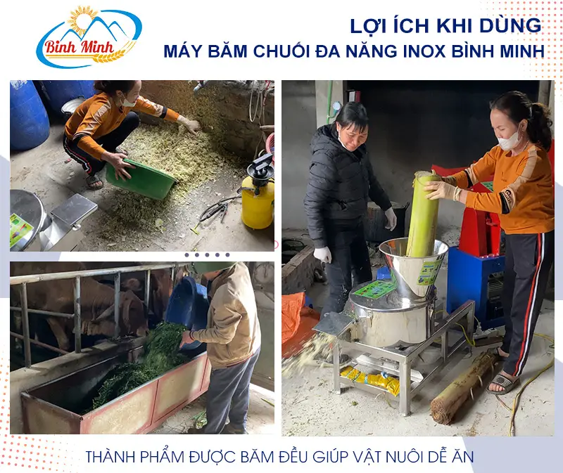 bam-cay-chuoi-cho-lon_result222