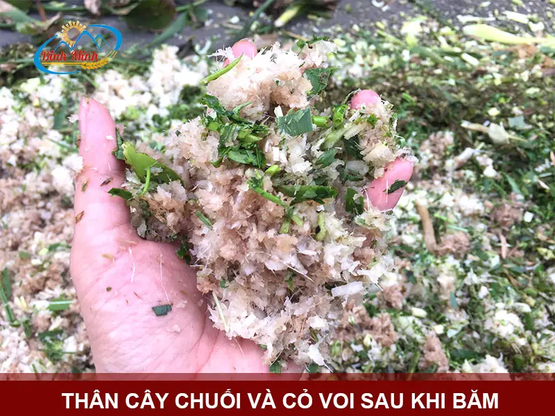 bam-chuoi-cho-lon_result222