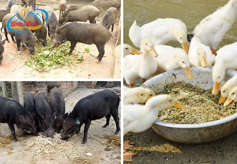 bam-chuoi-cho-vit_result222