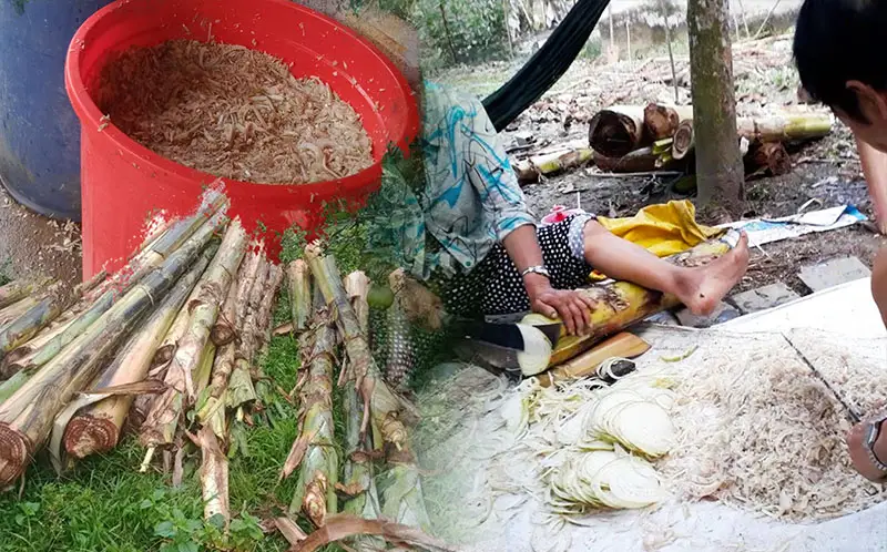 bam-chuoi-cho-heo_result222