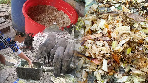 may-bam-chuoi-rau-co_result222