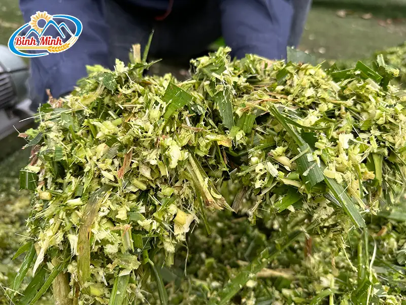 bam-co-cho-bo_result222